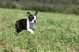 BOSTON TERRIER 128